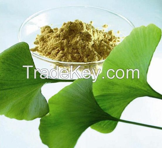 Natural Ginkgo Biloba Powder Extract