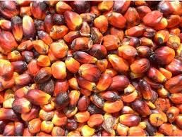 High quality palm oil seed