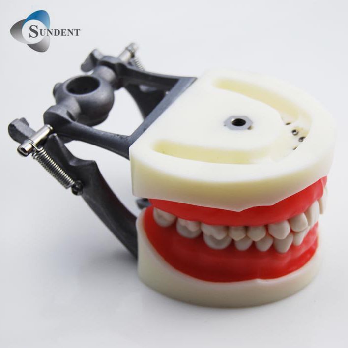Dental Tooth Model Teeth Standard Size Teeth Model 