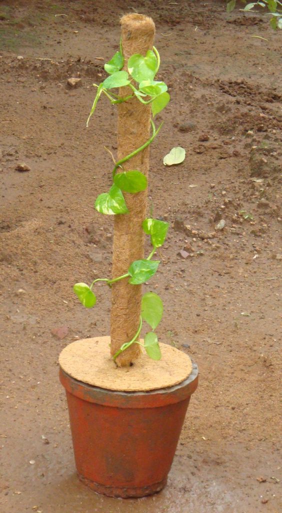 Coir pole