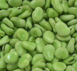 raw broad bean