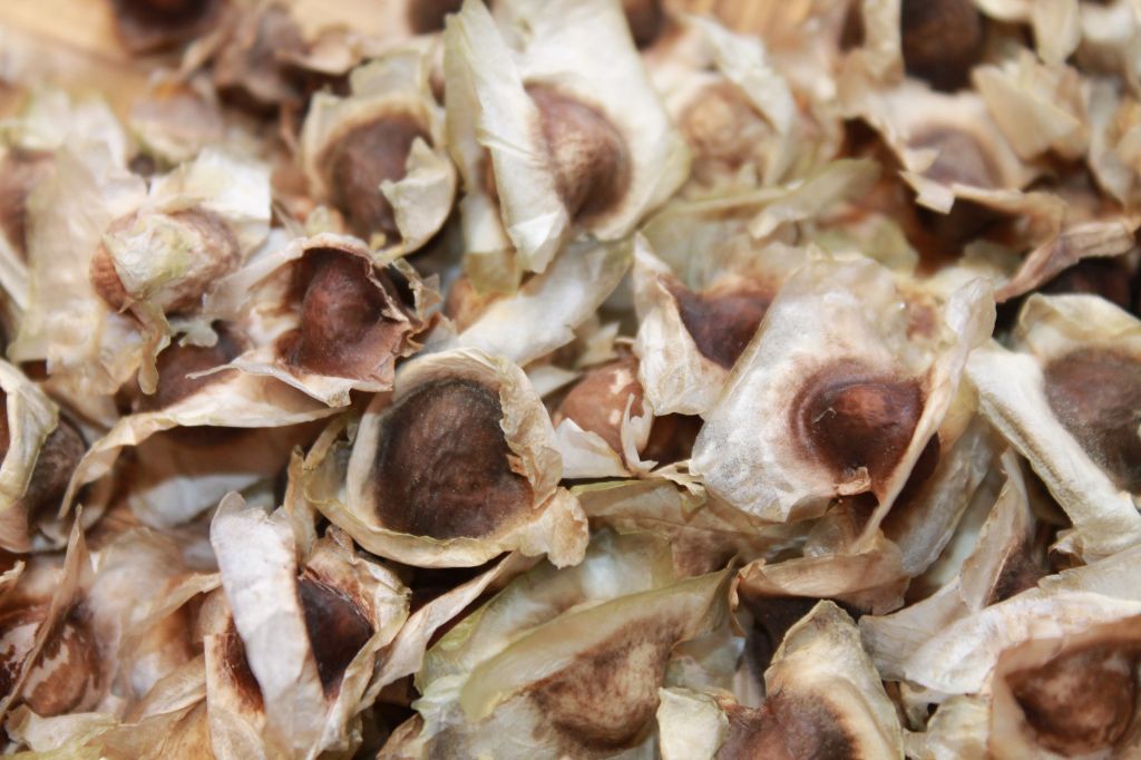 Moringa seeds