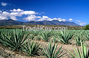 Pure Natural Agave Green