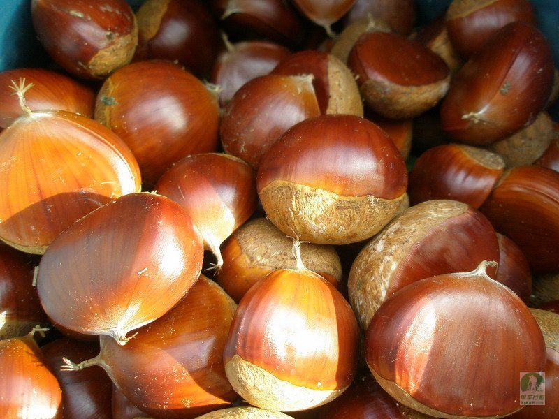walnut with shell