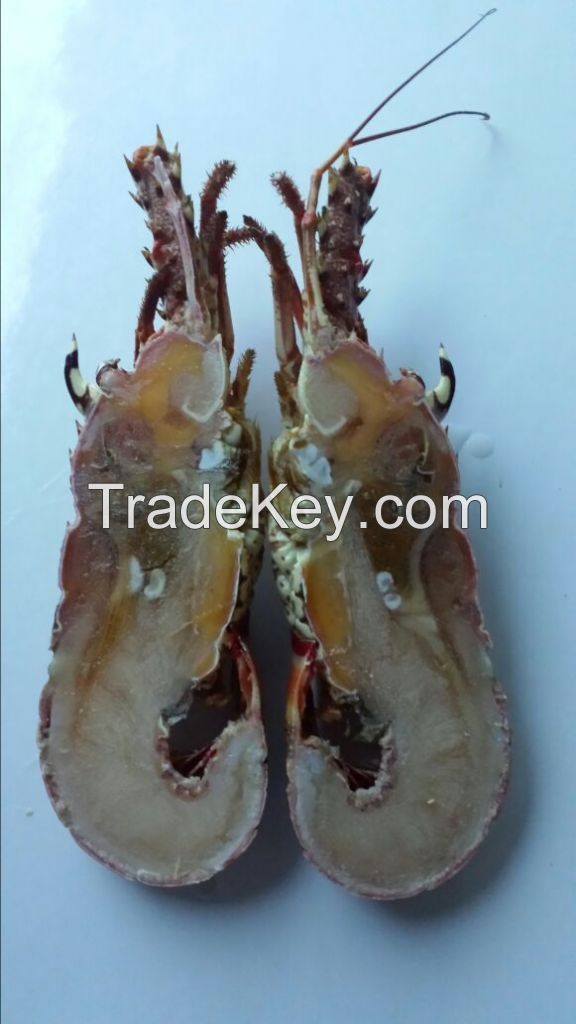 Frozen whole spiny lobster