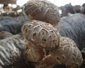 Nutritious shiitake mushroom/dried mushrooms/dried flower mushroom