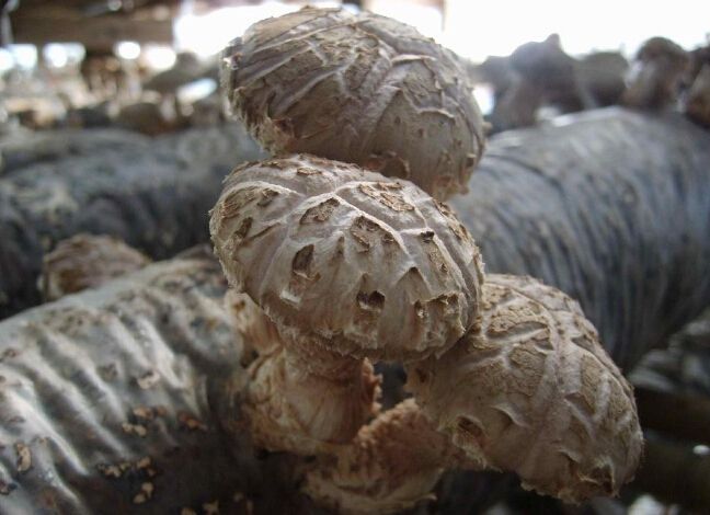 Nutritious dried shiitake mushroom/dried mushrooms/dried flower mushroom