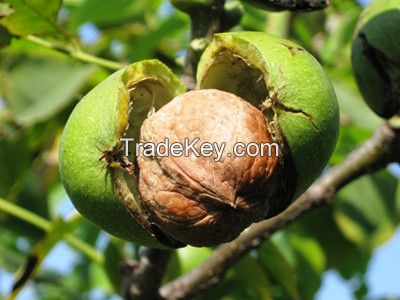 Chinese Walnuts In Shell