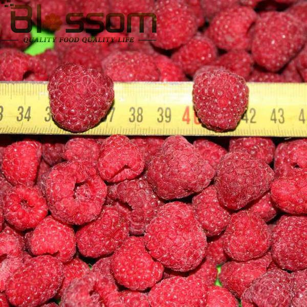 Fresh fruit grade A class 1 wholesale market price for frozen natural raspberry