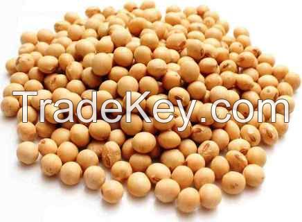 Soy Beans