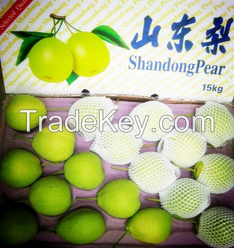Shandong pear