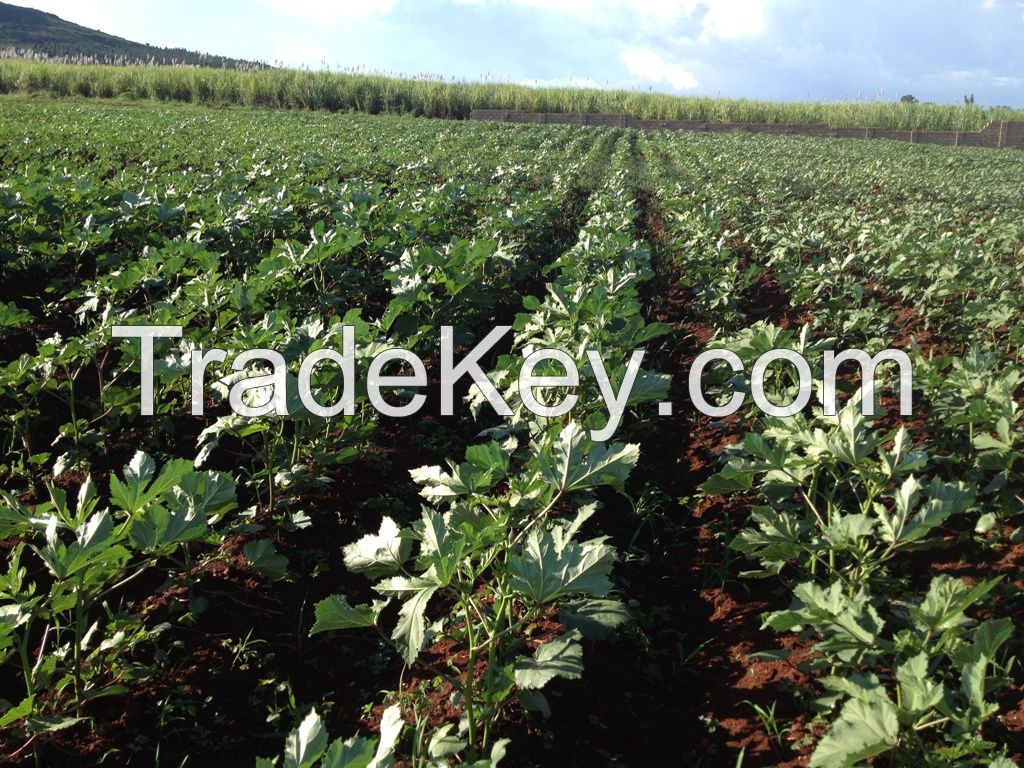 Lady finger OKRA and hot pepper