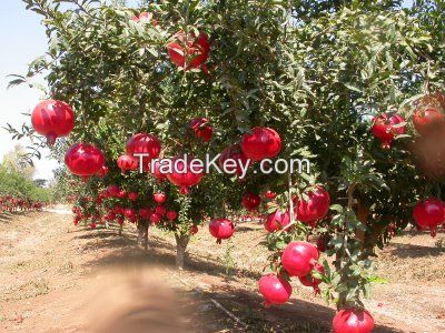 Pomegranate- Bhagawa