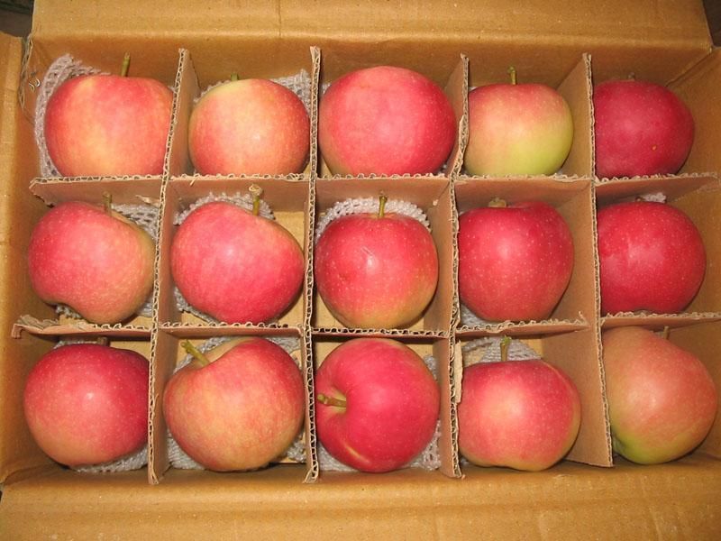China fresh red gala apple 2014 new crop