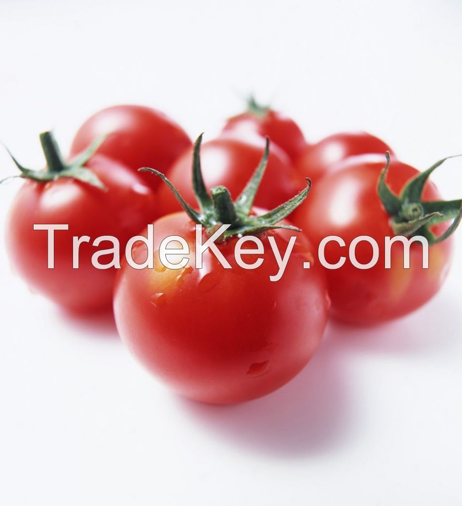 Aseptic tomato paste 2014 new crop 