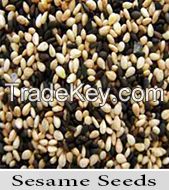 Sesame Seeds