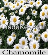 Chamomile