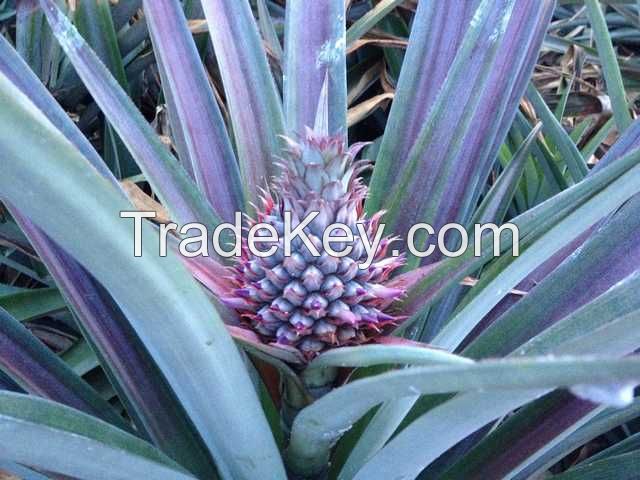 Fresh pineapple best quality product from Thailand