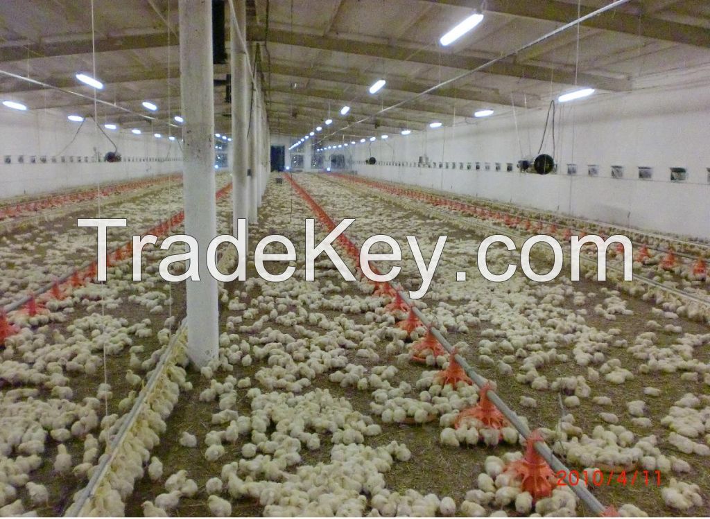 poultry feeding, broiler breeding, breeder breeding, farm equipment, breeding equipment