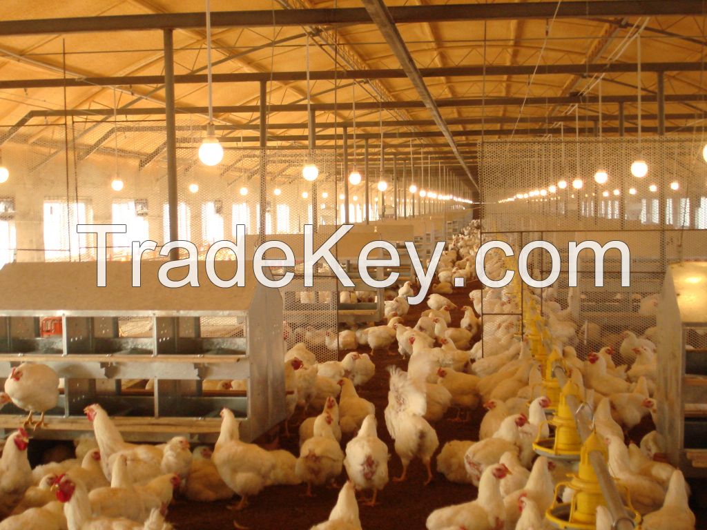 poultry feeding, broiler breeding, breeder breeding, farm equipment, breeding equipment