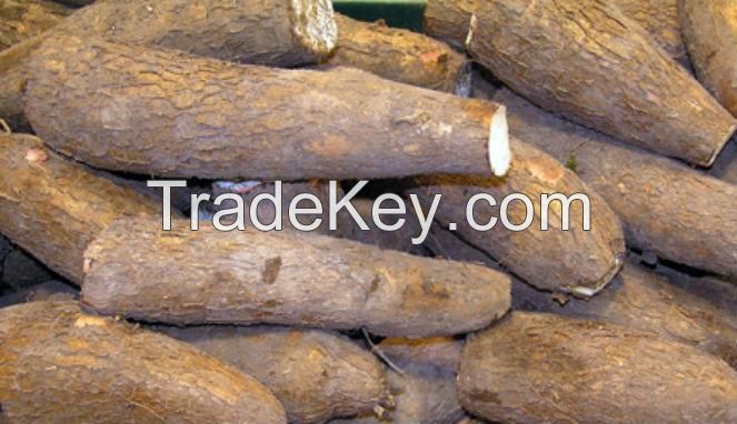 cassava