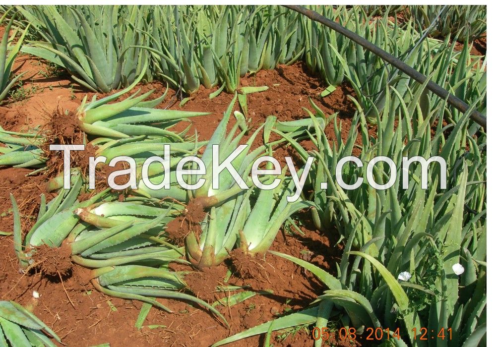 Aloe Vera 100% Organic Barbandesis Miller plants, Leaves and Gel