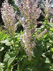 Clary Sage