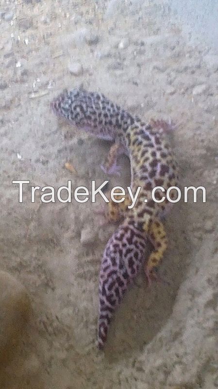 Gecko lizard