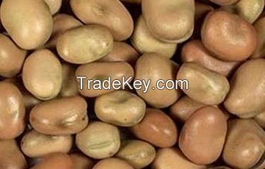 Food beans (vicia faba)