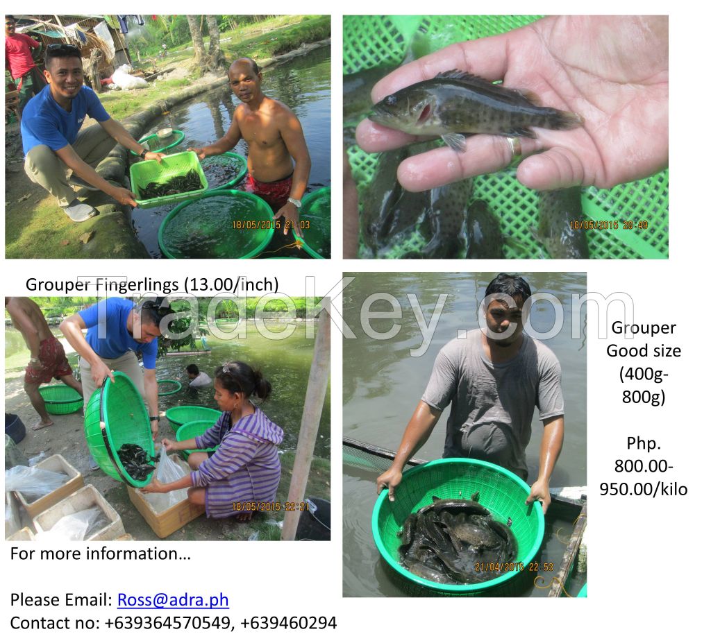 Grouper Good Size (400g-800g) and Grouper Fingerlings (1 inch -3 inches)