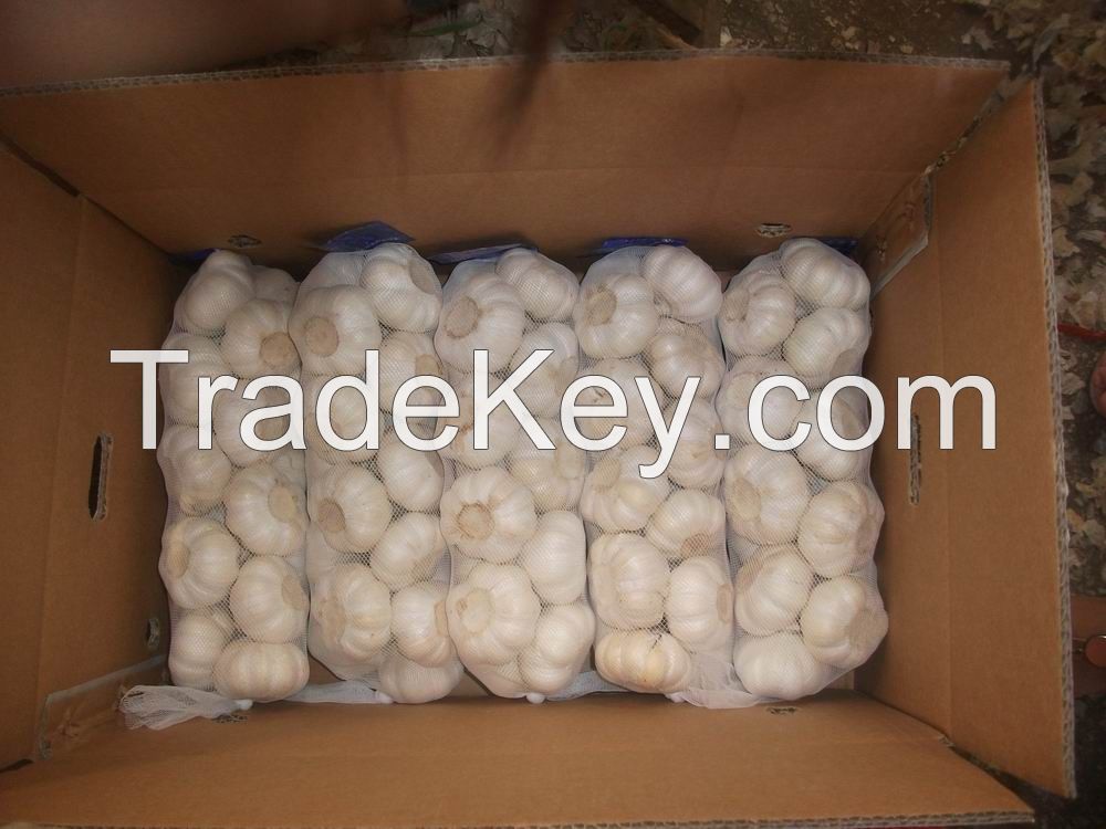 offer fresh pure white garlic