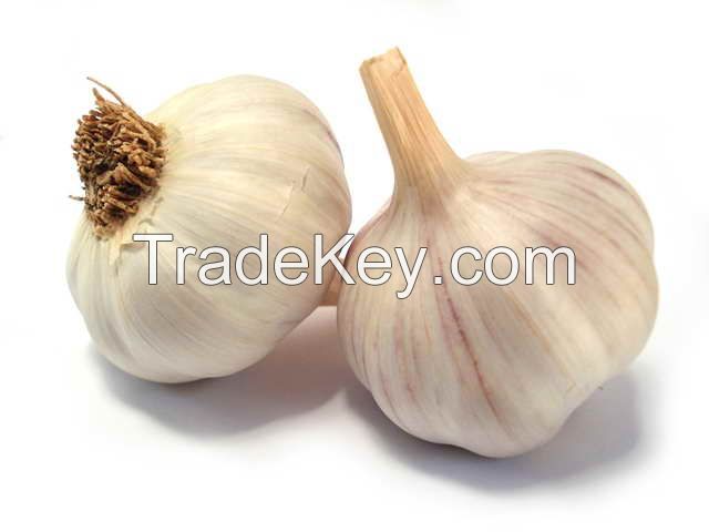 GARLIC