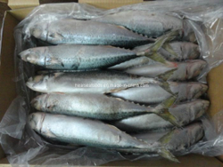 Frozen indian mackerel