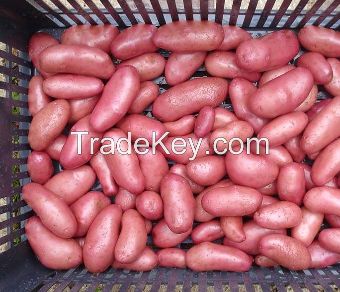 Fresh Belgian Potatoes