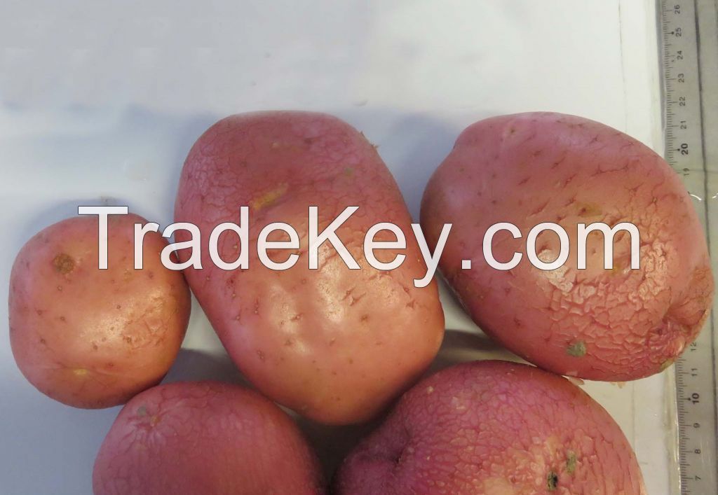 Fresh Belgian Potatoes
