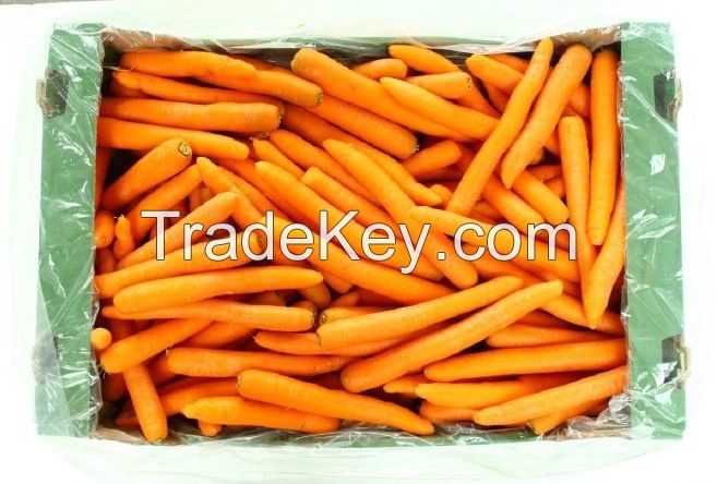 Fresh Polish Carrots