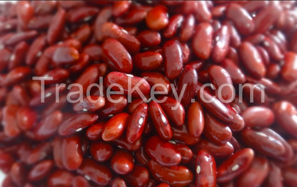 Red Kidney Bean from Thailand
