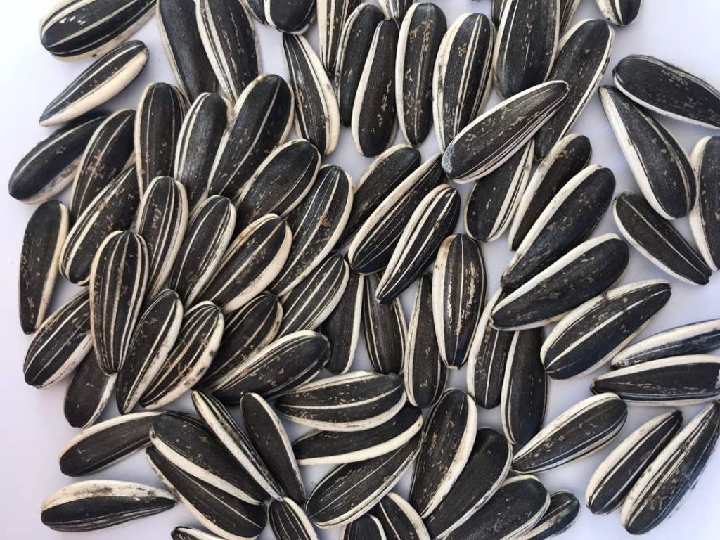 sunflower seeds ,pumpkin seeds China original