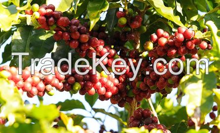 Arabica Brazil grains coffee