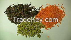High Quality Lentils For Sale 