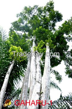 Aquilaria Malaccensis Trees in Sumatera, Indonesia