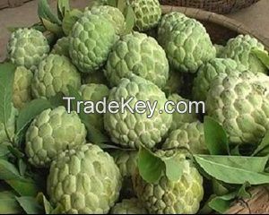 SWEETSOP- SUGAR APPLE- CUSTAR APPLE