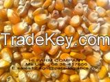 YELLOW CORN FOR ANIMAL FEED