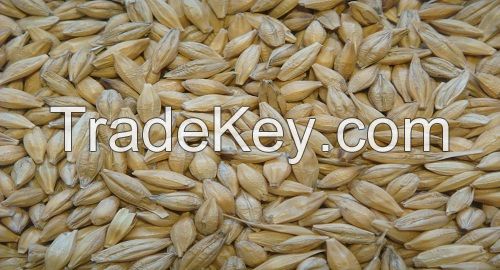 Feed Barley