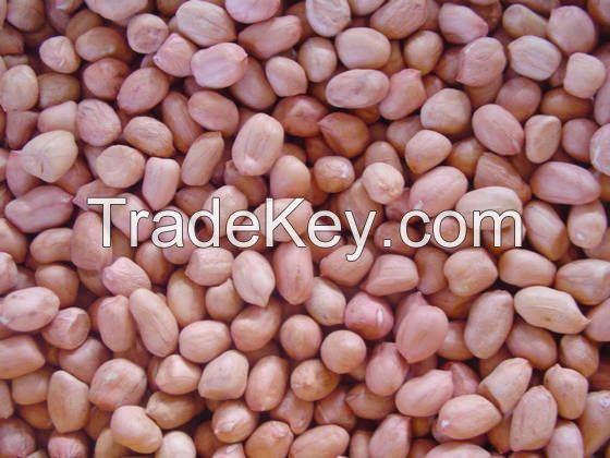 Groundnut Kernels