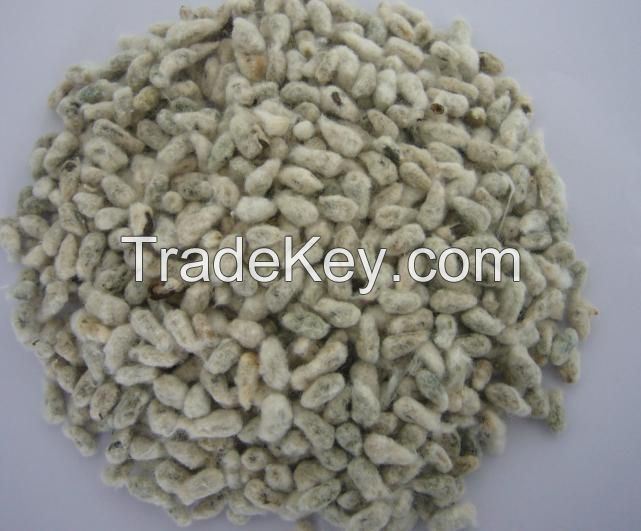 Cotton Seed Meal