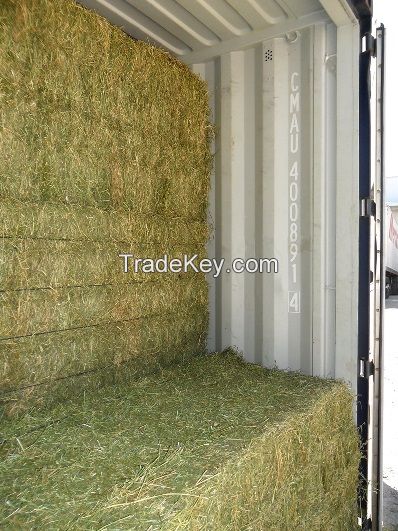 Alfalfa in big bales (750kg/bale)