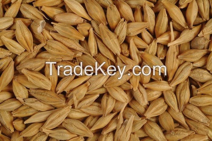 Barley grade 2, 3, feed FOB port Odessa Ukraine