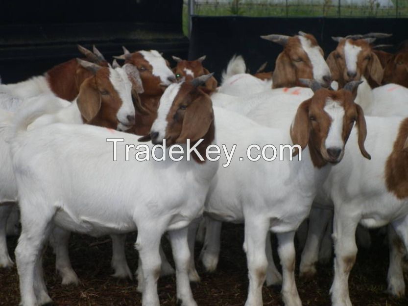 boer goats