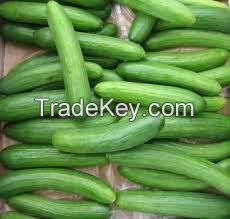 Fresh Cucumber